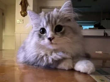 まりんこ 様のお迎えした子猫