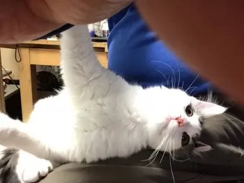 Ichi 様のお迎えした子猫