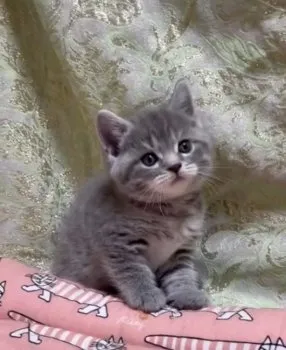 ゆあママ 様のお迎えした子猫