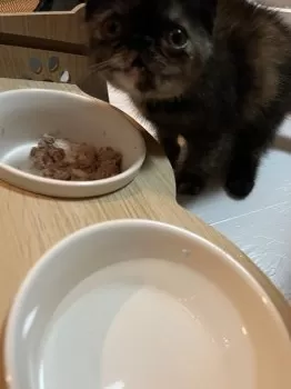M.Y 様のお迎えした子猫