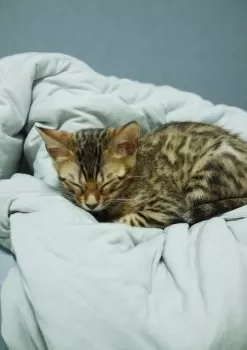 Y.Y 様のお迎えした子猫