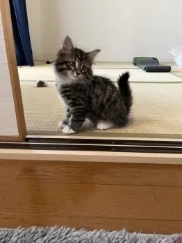 もえ 様のお迎えした子猫