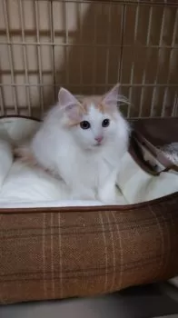 ノエル.T 様のお迎えした子猫