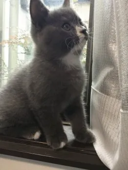 taniha 様のお迎えした子猫