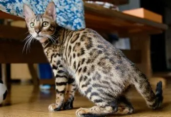 taka112211 様のお迎えした子猫