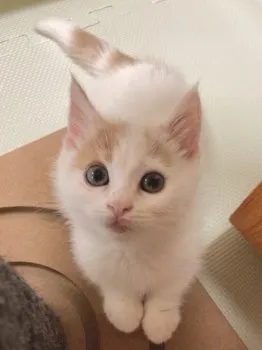 mimi 様のお迎えした子猫