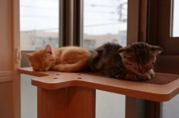 junichi 様のお迎えした子猫