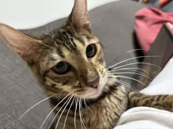 エル 様のお迎えした子猫