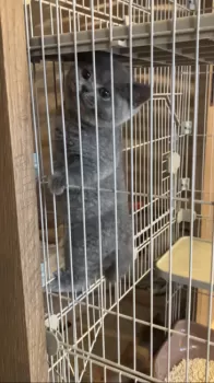 トニー 様のお迎えした子猫