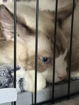 S.W 様のお迎えした子猫