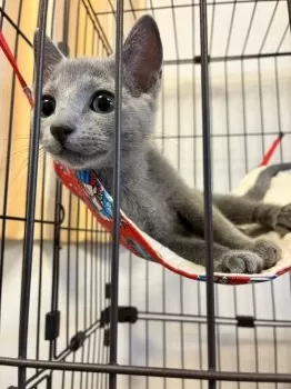 h.s. 様のお迎えした子猫