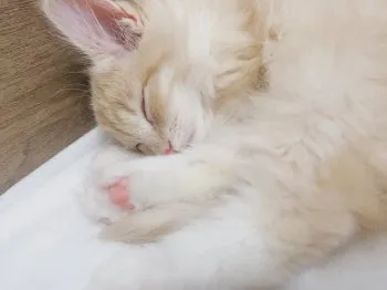 あお 様のお迎えした子猫