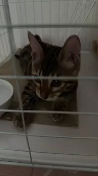 H.N 様のお迎えした子猫