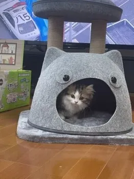 M.N 様のお迎えした子猫