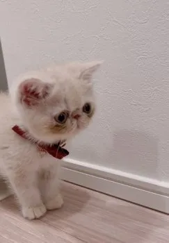 くに 様のお迎えした子猫