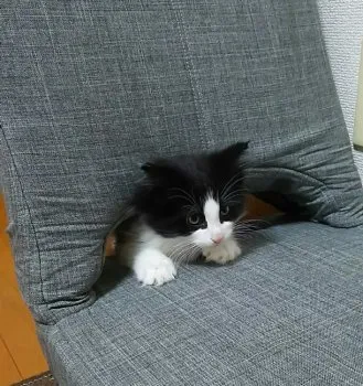 影千代ファミリー 様のお迎えした子猫