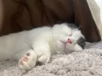 れいな 様のお迎えした子猫
