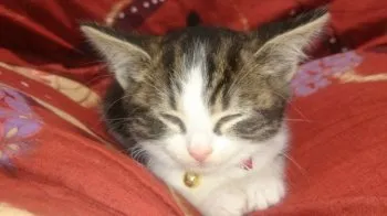 タケちゃん 様のお迎えした子猫