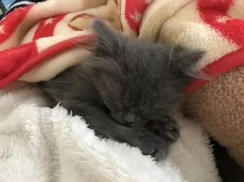 Yumi 様のお迎えした子猫