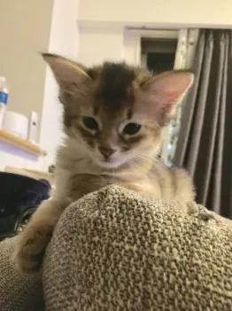 ヤチッコ 様のお迎えした子猫