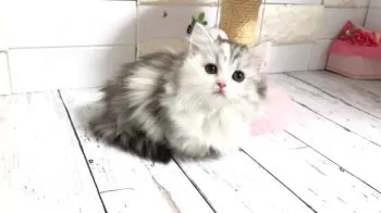 A.S 様のお迎えした子猫