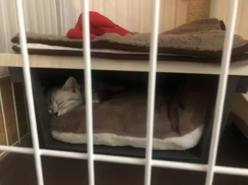 ナットゥール 様のお迎えした子猫