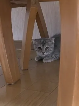 C.S 様のお迎えした子猫