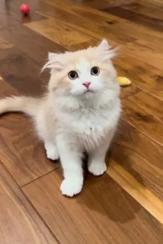 T.M 様のお迎えした子猫