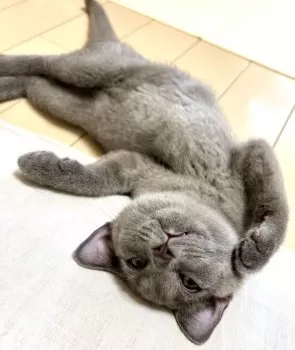 ももこ 様のお迎えした子猫