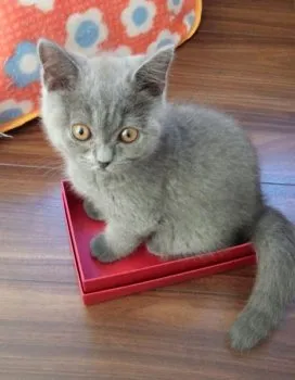 めい 様のお迎えした子猫