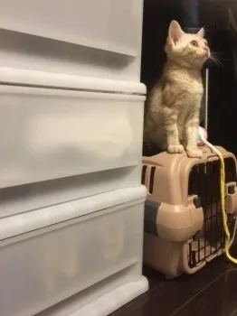 エスメラルダ 様のお迎えした子猫