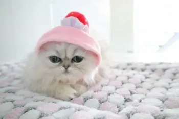 くまモン(●′(エ)′●) 様のお迎えした子猫