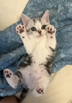 M.S 様のお迎えした子猫