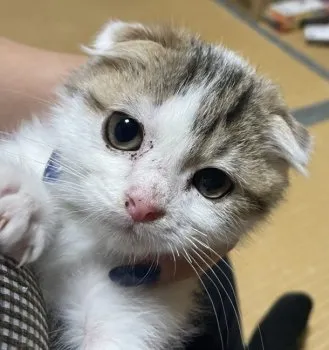 A.E 様のお迎えした子猫