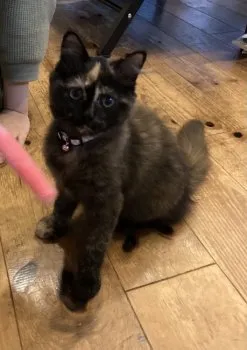 メル 様のお迎えした子猫
