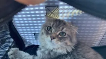 きよ 様のお迎えした子猫