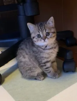 くるみ 様のお迎えした子猫