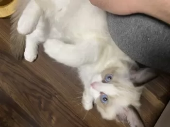 はち 様のお迎えした子猫