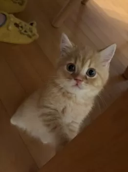 S.Ｉ 様のお迎えした子猫