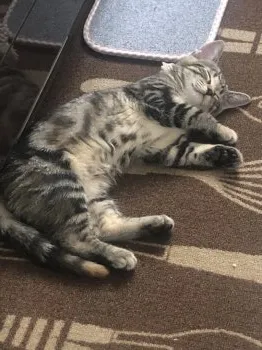 クレア 様のお迎えした子猫
