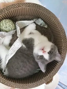 m.k 様のお迎えした子猫