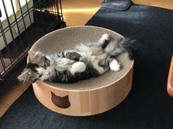 サリー 様のお迎えした子猫