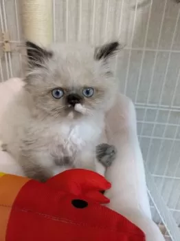 H.O 様のお迎えした子猫