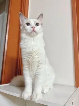 りおちぃ 様のお迎えした子猫