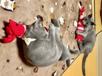 mh 様のお迎えした子猫