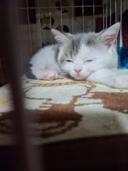 M.H 様のお迎えした子猫