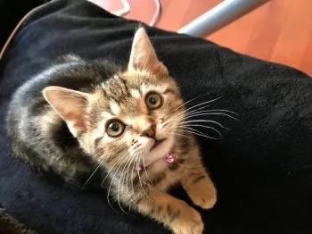 しい 様のお迎えした子猫