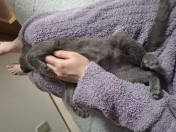 S.T 様のお迎えした子猫