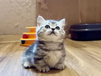 Y.K 様のお迎えした子猫