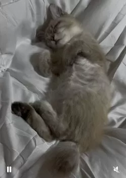 Char　AZNABLE 様のお迎えした子猫